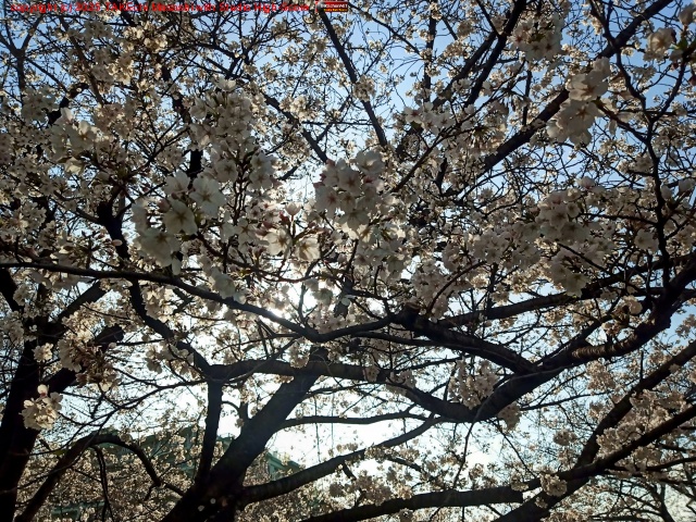 ��! �Τ��֤˺餤�Ƥ�������ǯ�ϲָ����٥�Ȥε���򼺤�����!?